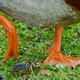 Illustration for article titled Shot Some Ducks